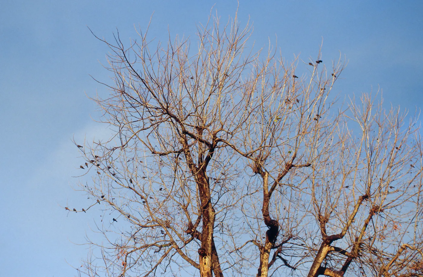 CA, Santa Barbara, Bird flock in tree