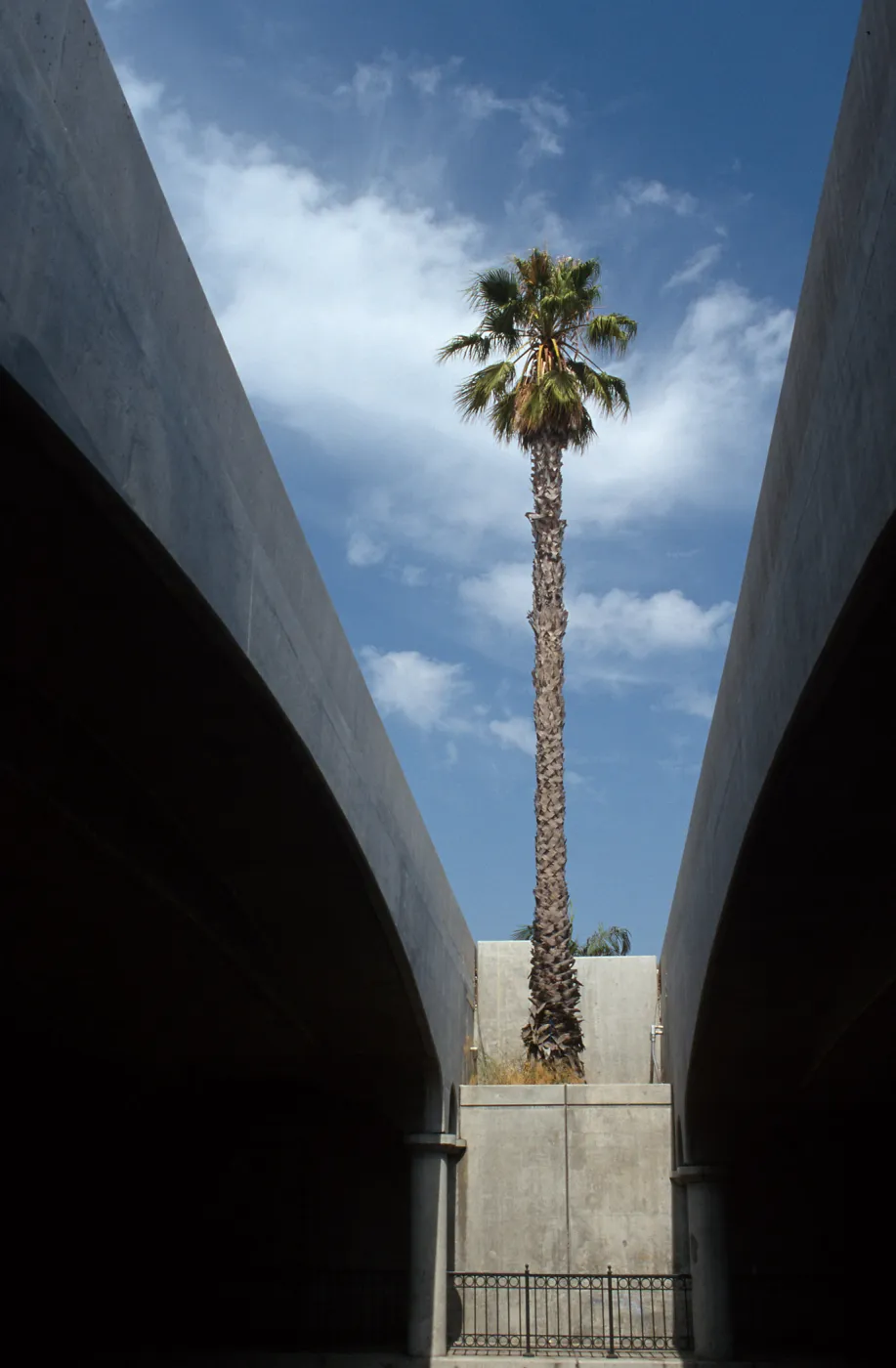 CA, Santa Barbara, Palm Trees- vegetation, palmtree, bridge