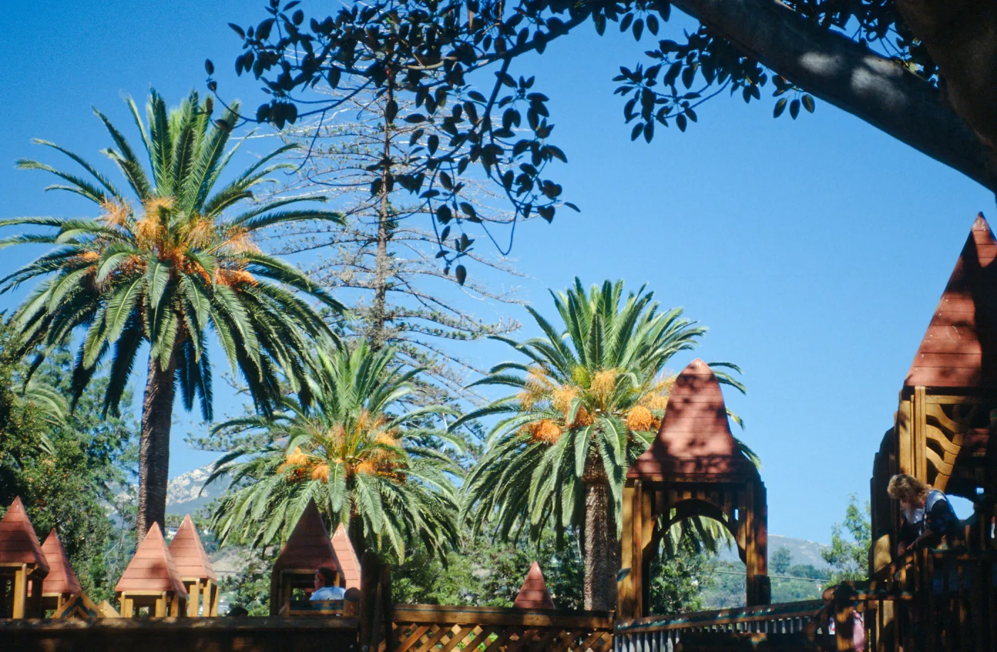 CA, Santa Barbara, Palm Trees- Alameda Park