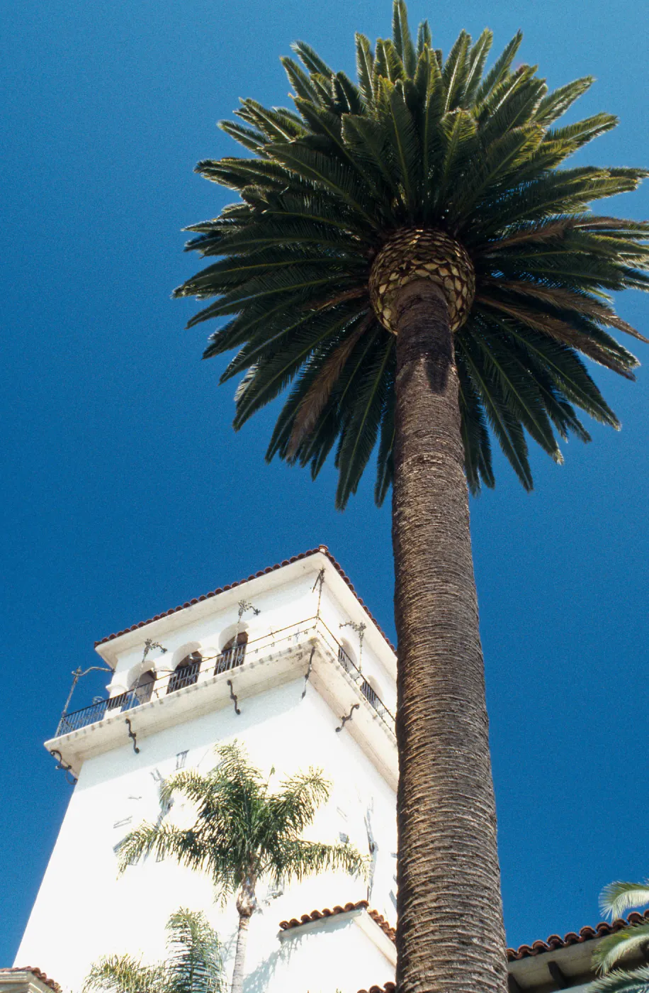 CA, Santa Barbara, Palm Trees- Palm and tower