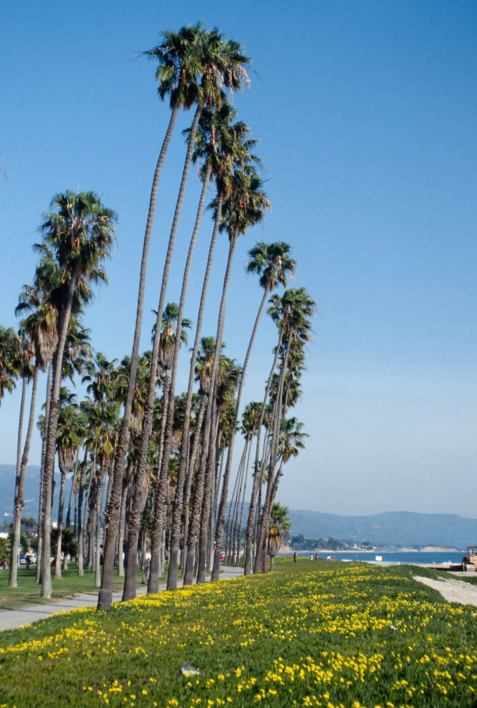 CA, Santa Barbara, Palm Trees-