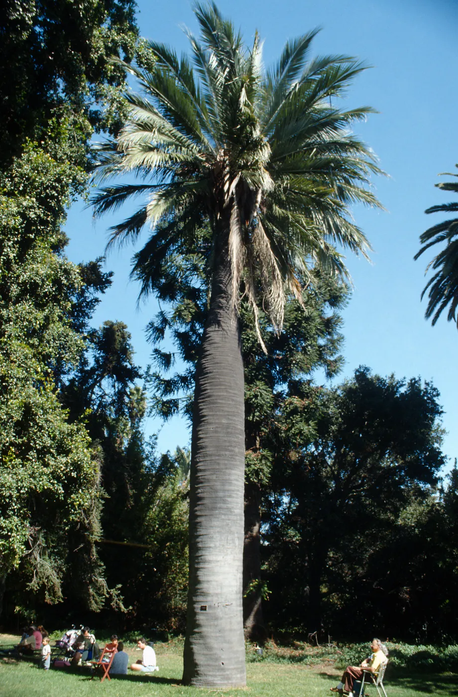 CA, Goleta, Palm Trees- Stowe Garden, endangered Chilean Wine Palm