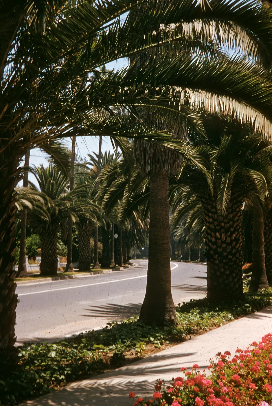 CA, Beverly Hills, Palm Trees