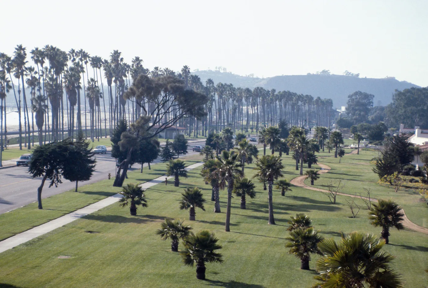 CA, Santa Barbara, Palm Trees- Red Lion
