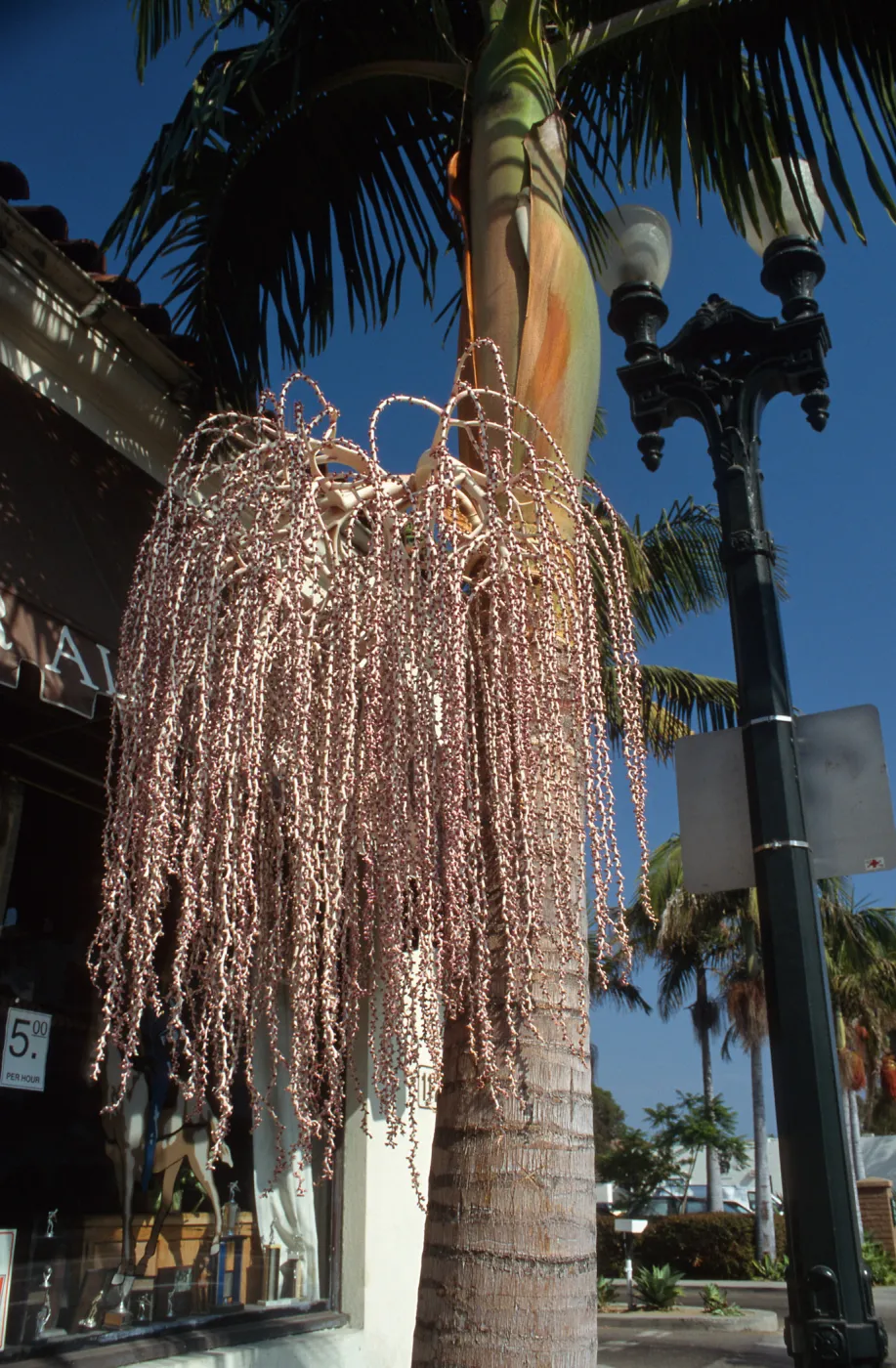 CA, Santa Barbara, Palm Inflorescences- beige, purplish