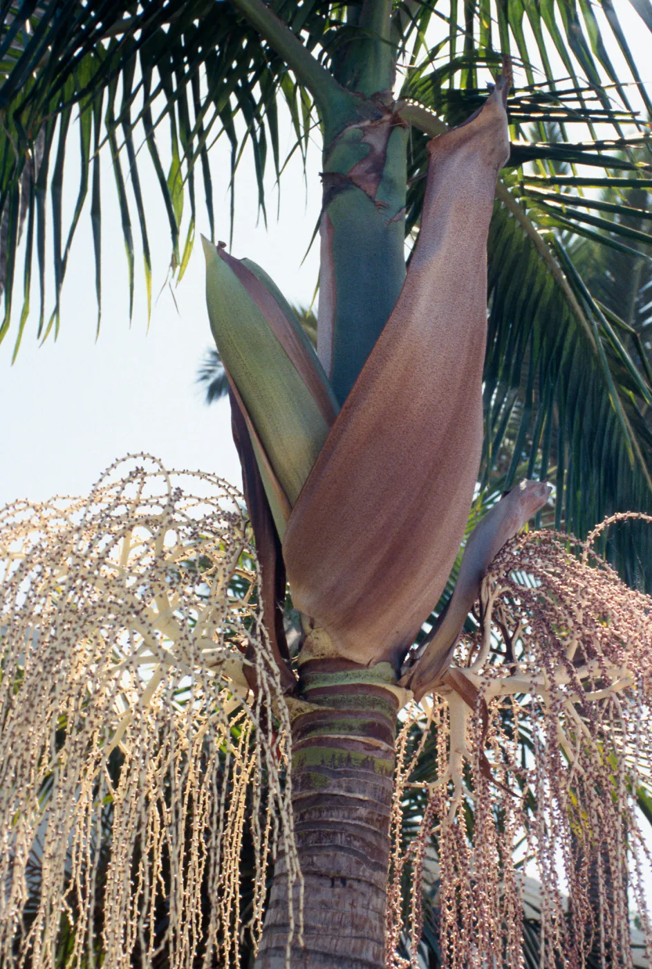 CA, Santa Barbara, Palm Inflorescences- downtown palm pod