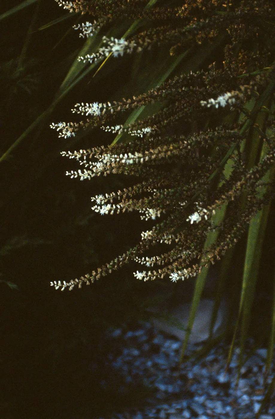 CA, Santa Barbara, Palm Inflorescences- florets, white palm?