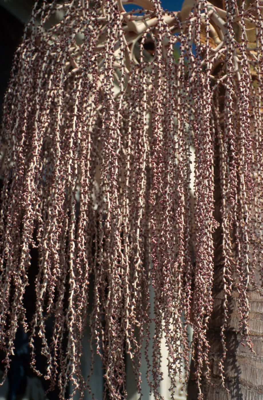 CA, Santa Barbara, Palm Inflorescence- palm tree in town, purplish seed