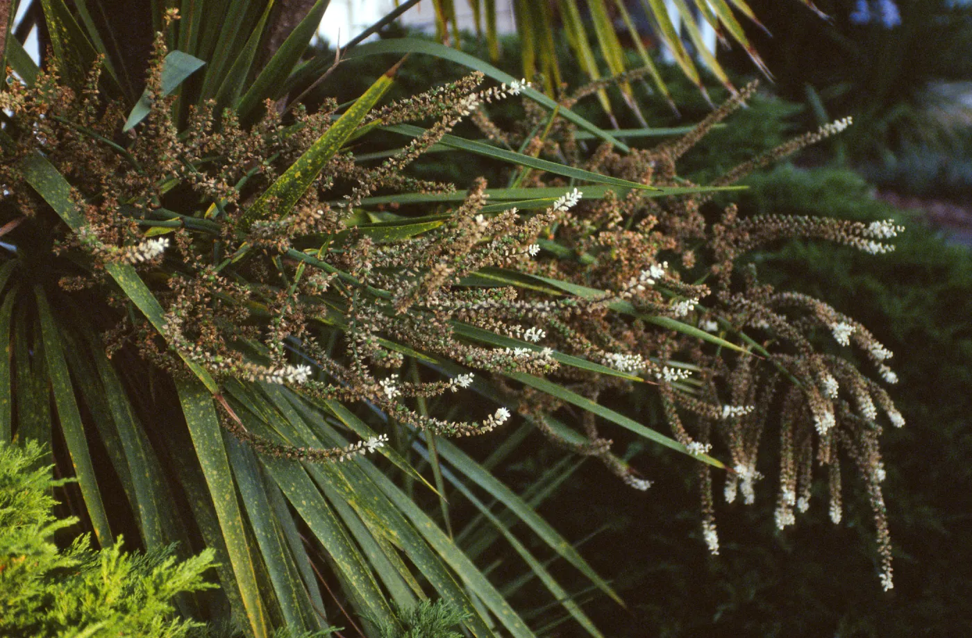 CA, Santa Barbara, Palm Inflorescences- florets, white palm?
