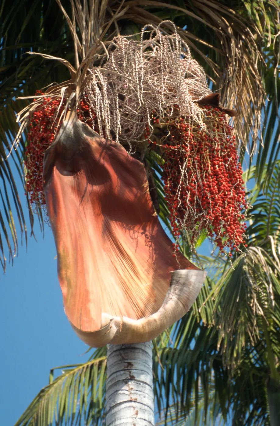 CA, Santa Barbara, Palm Inflorescences- palm tree, white and red, in seed, red