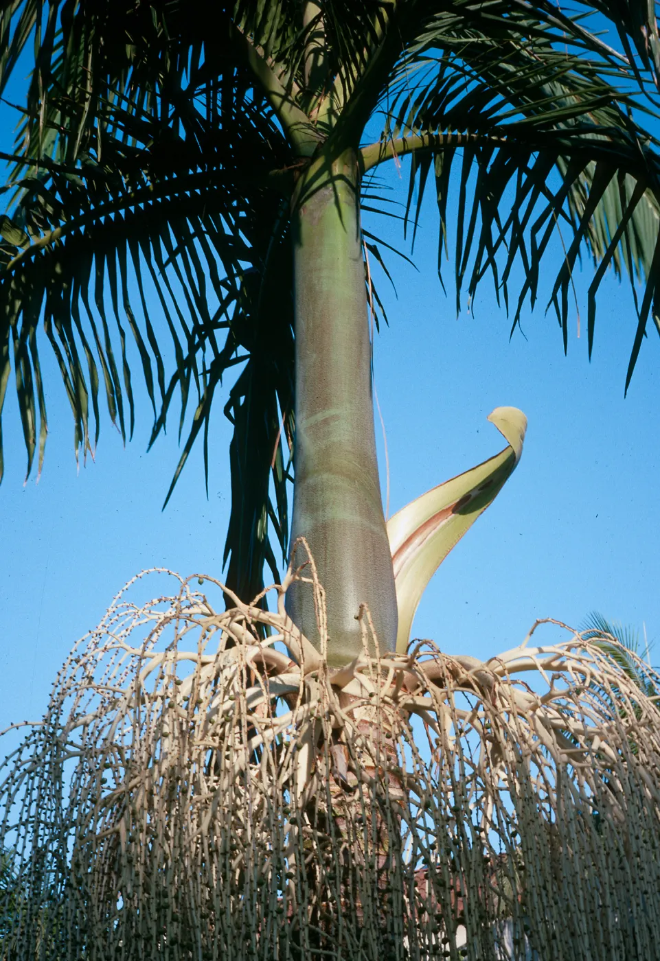 CA, Los Angeles, Palm Inflorescences- dry seed pod