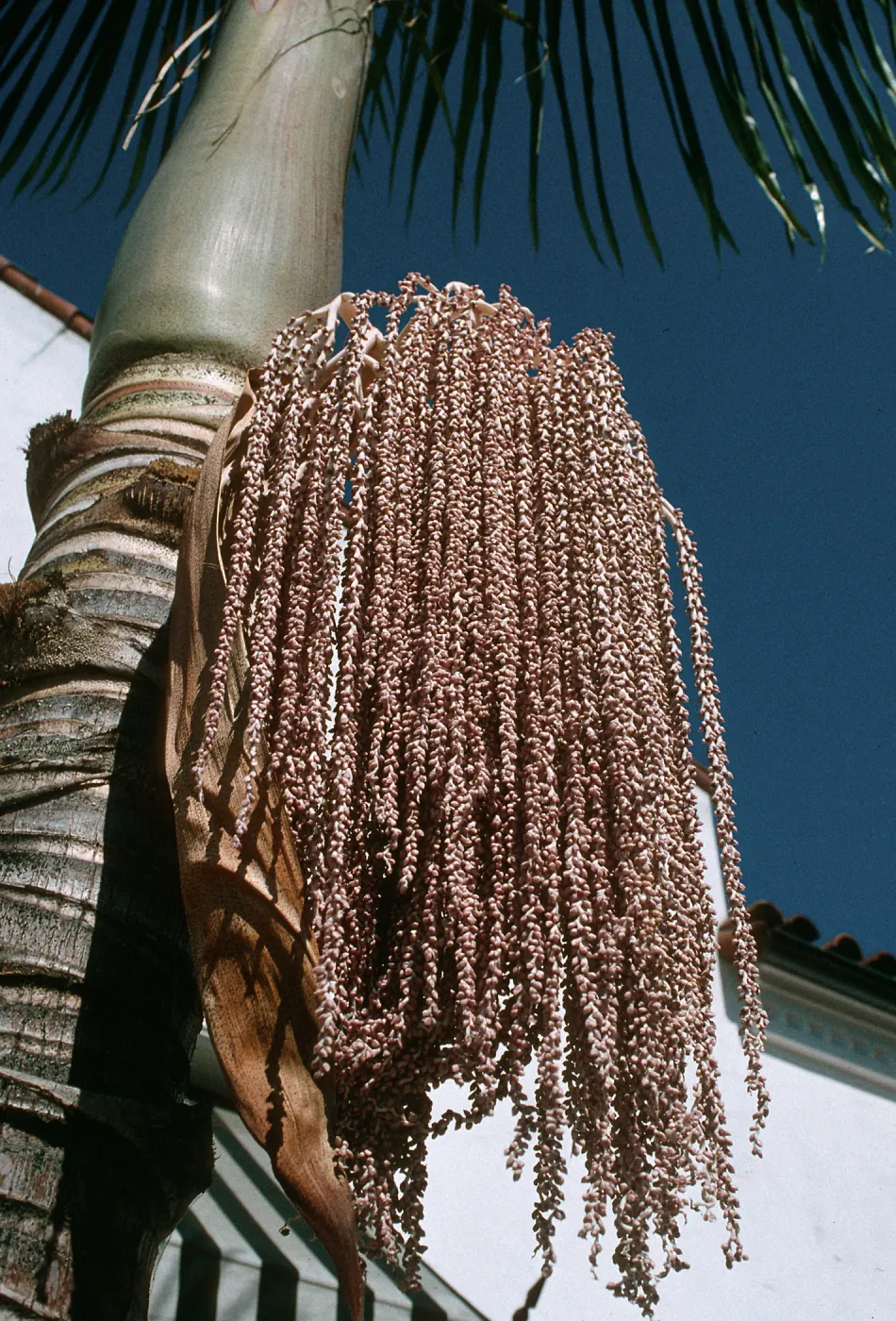 CA, Santa Barbara, Palm Inflorescence- grey, mauve