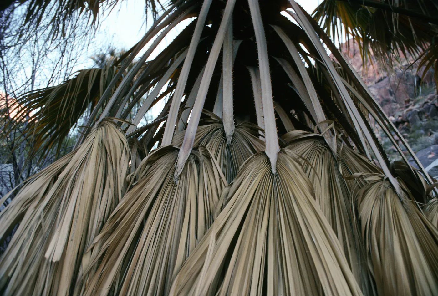CA, Palm Leaves - Palm Canyon, Anza Borrego, leaf design