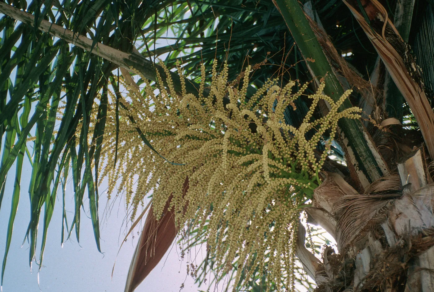 CA, Santa Barbara, Palm Inflorescences