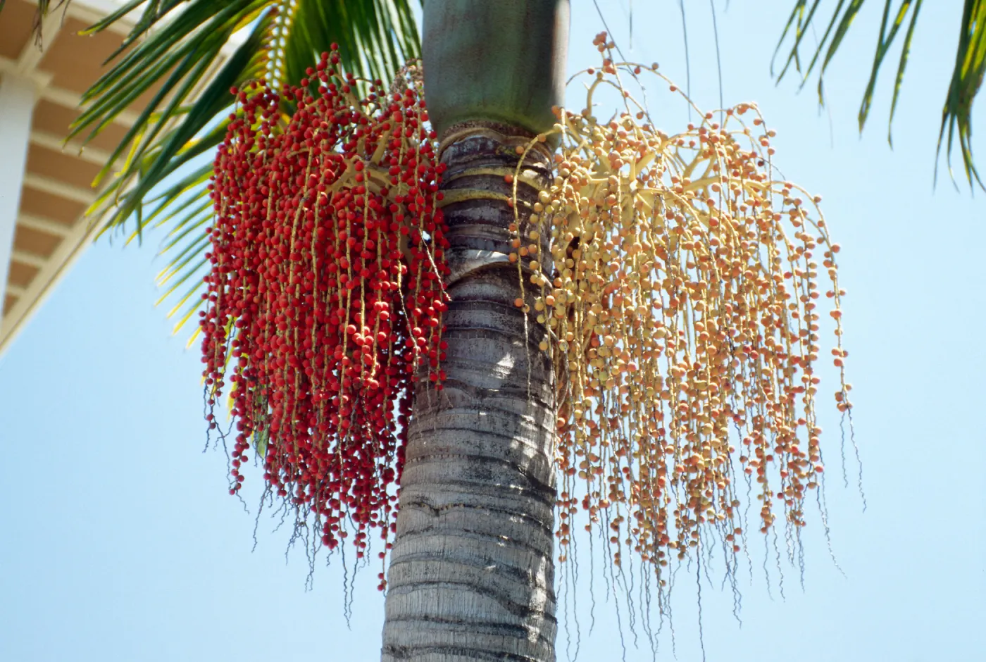 CA, Santa Barbara, Palm Inflorescences- palm fruit, red and beige