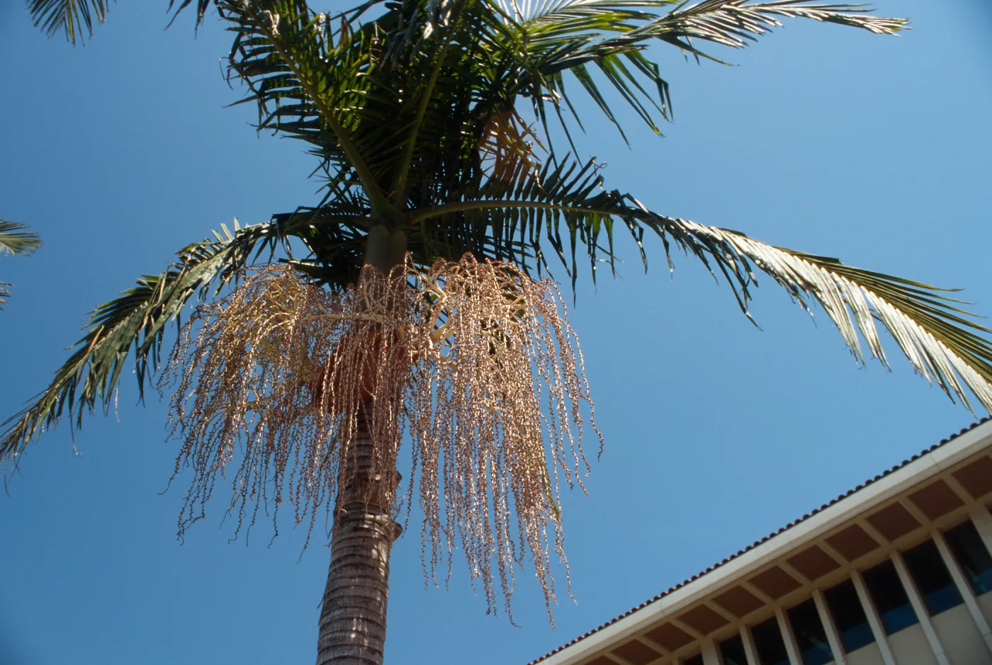 CA, Santa Barbara, Palm Inflorescences- fruit, beige, seeds