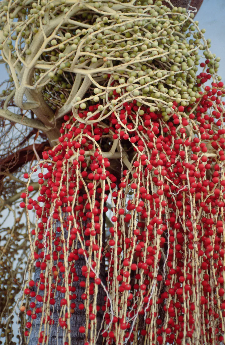 CA, Santa Barbara, Palm Inflorescences- yellow, green, and red