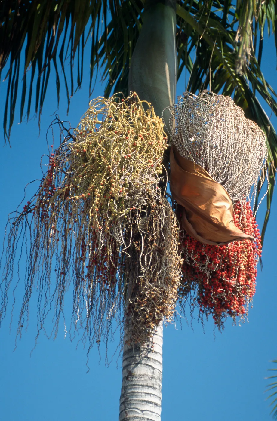 CA, Santa Barbara, Palm Inflorescences- palm tree in town, 3 colors in seed