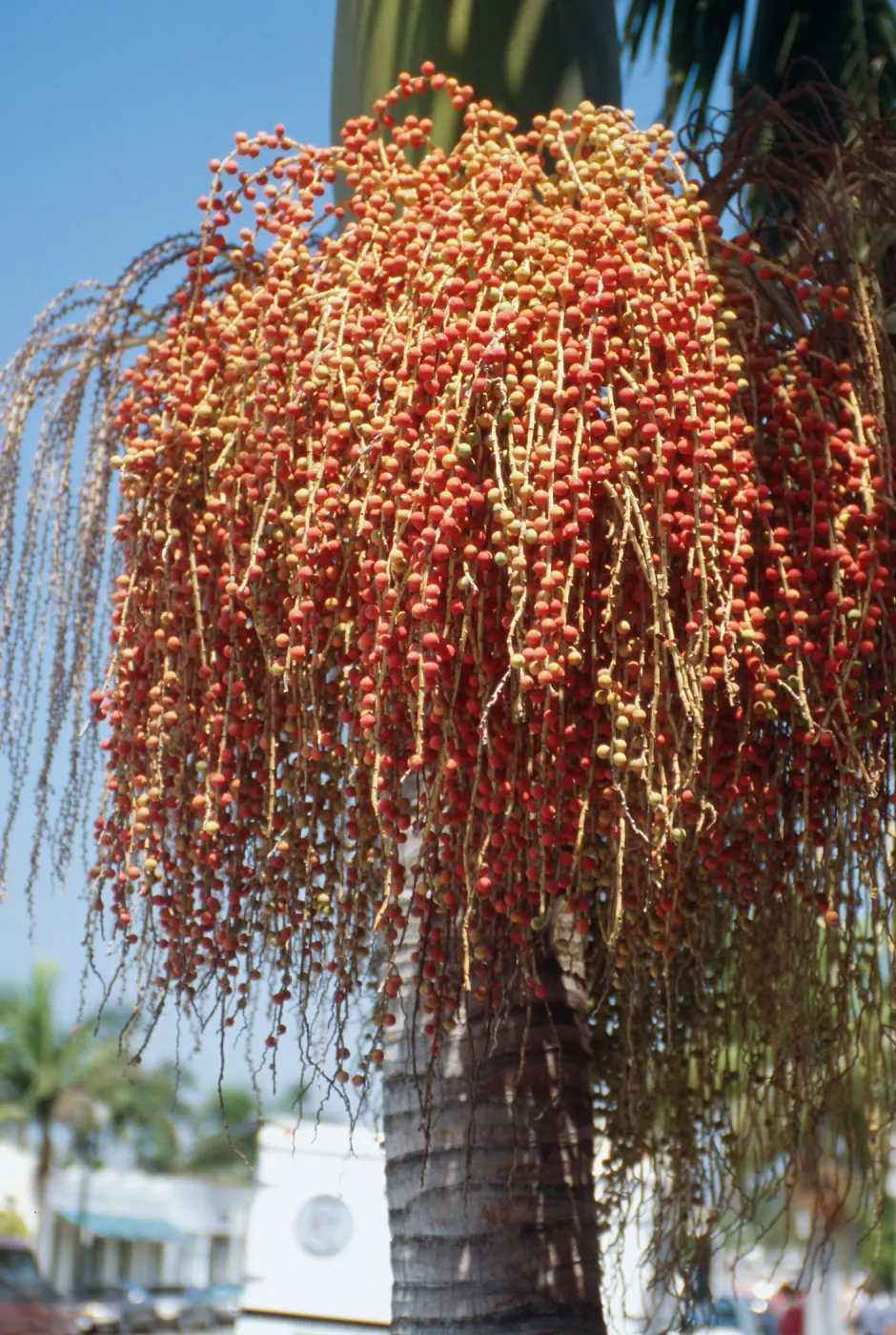 CA, Santa Barbara, Palm Inflorescences- palm florets, orangey, red
