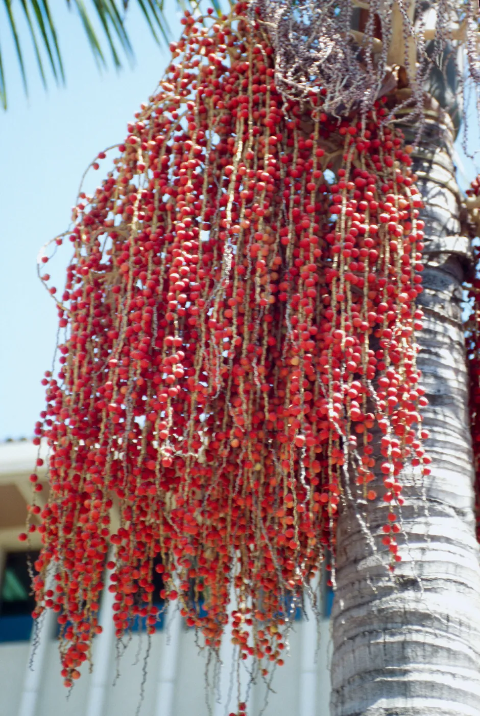 CA, Santa Barbara, Palm Inflorescences- palm tree fruit