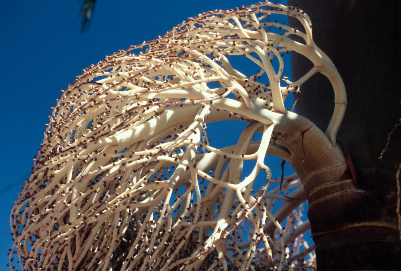 CA, Santa Barbara, Palm Inflorescences- palm fruit, seeds