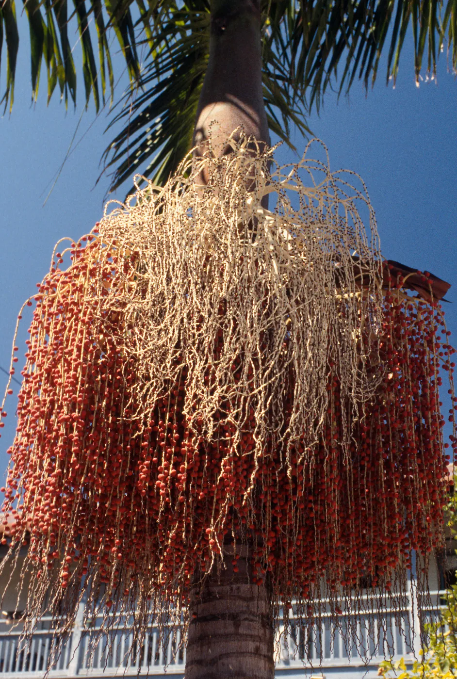 CA, Santa Barbara, Palm Inflorescences- palm fruits and seeds