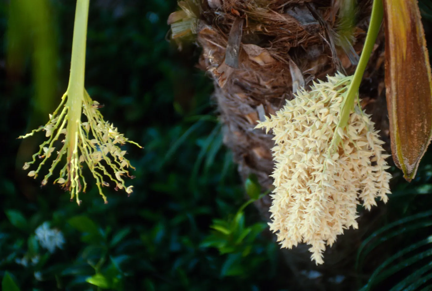 CA, Santa Barbara, Palm Inflorescences- near Biltmore entrance