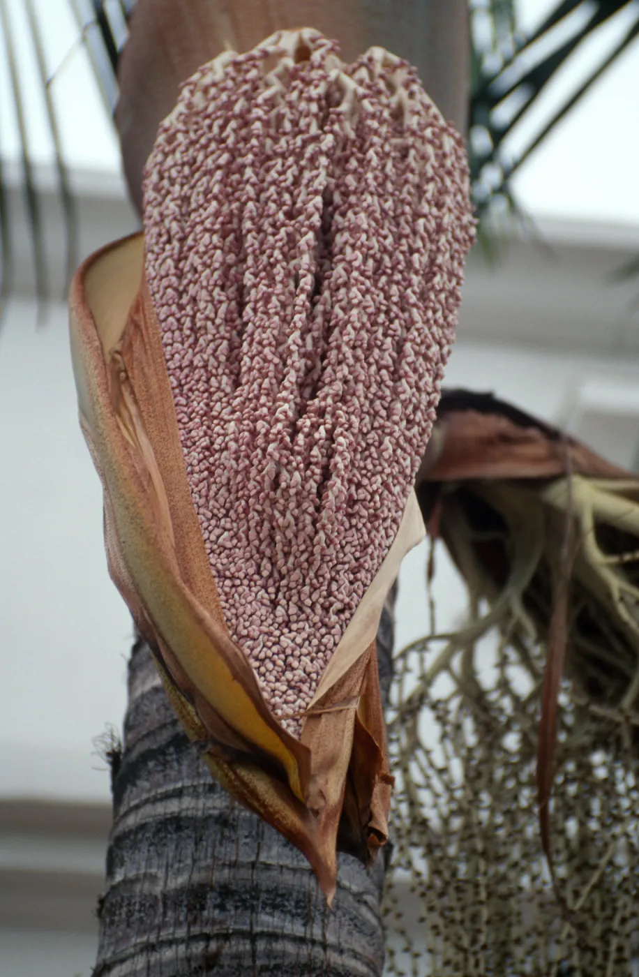 CA, Santa Barbara, Palm Inflorescences