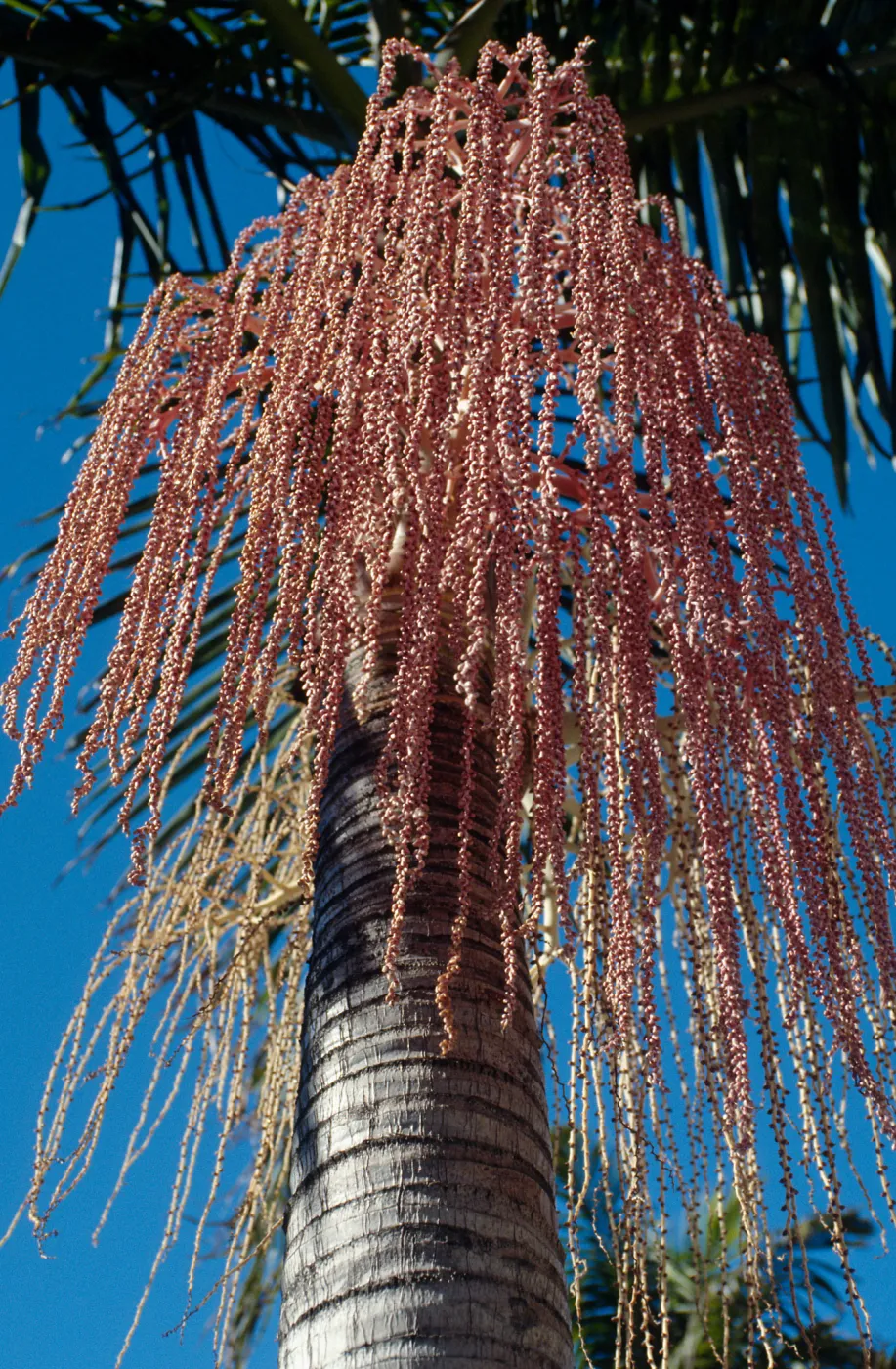CA, Santa Barbara, Palm Inflorescences- palm fruit, pinkish