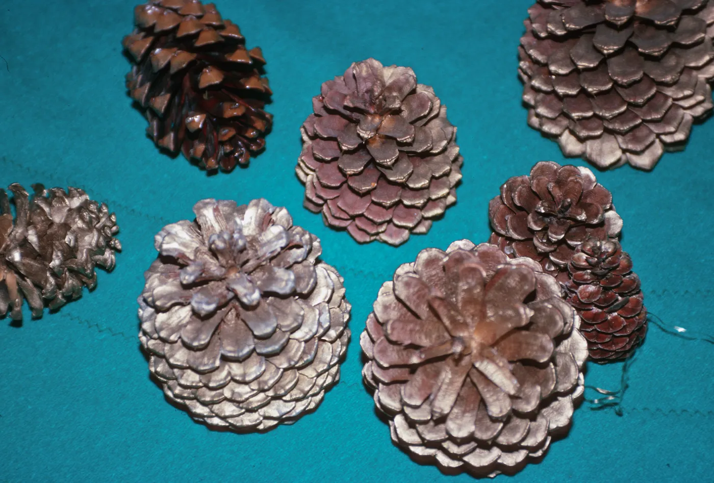 CA, Santa Barbara, Trees, Cones- Mobile Home Park Guest House, Xmas decor