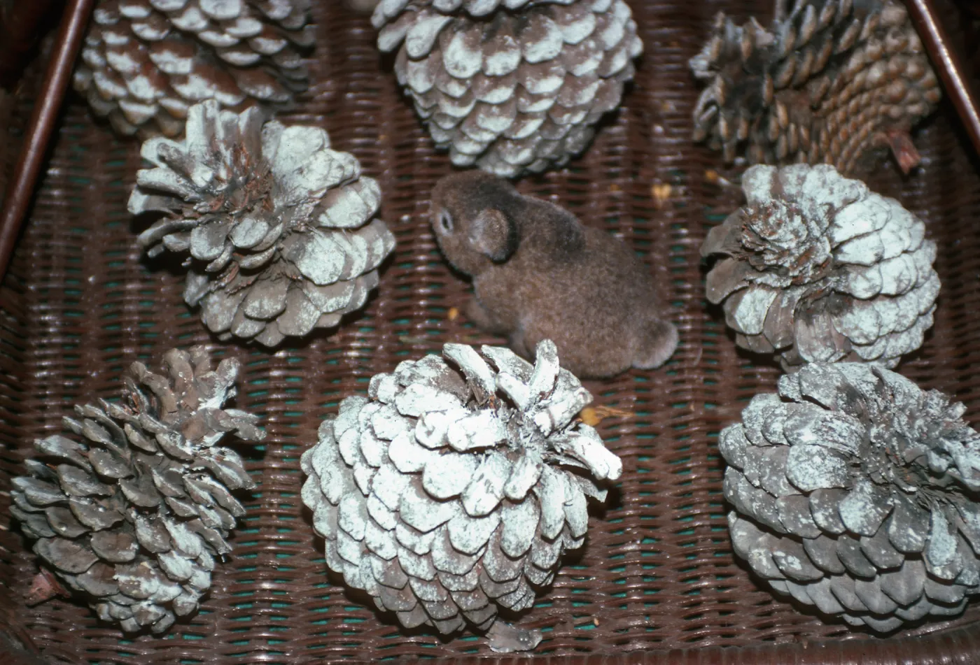 CA, Santa Barbara, Trees, Cones- Mobile Home Park Guest House, Xmas decor