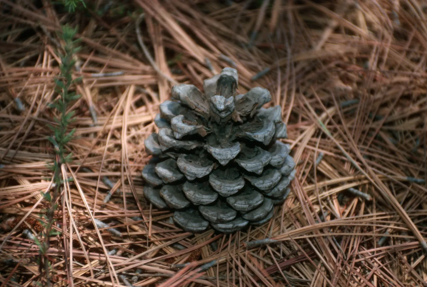CA, San Diego, Trees, Cones- Torrey Pines State Reserve