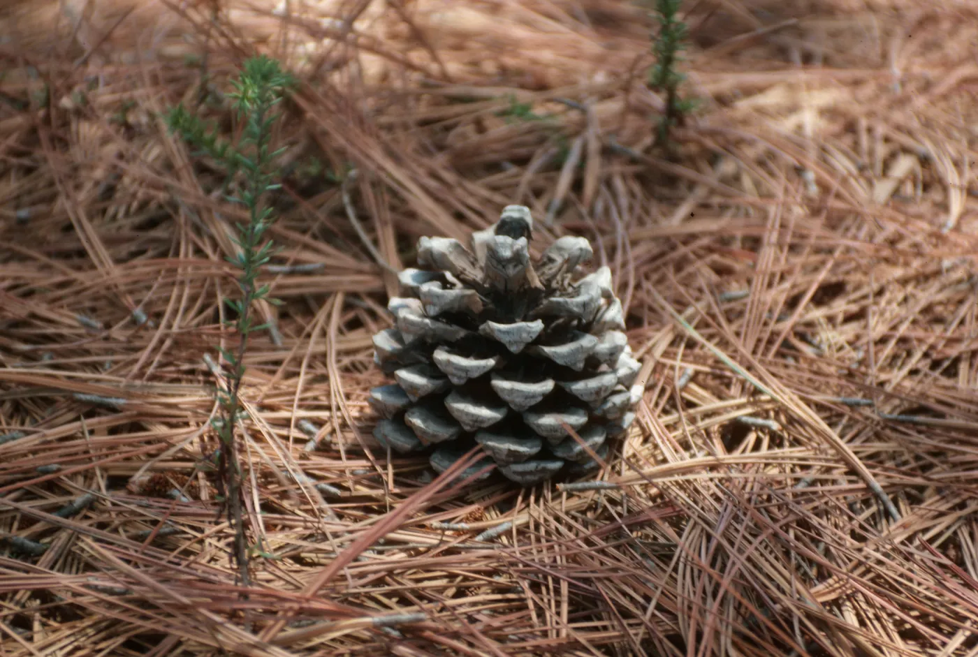 CA, San Diego, Trees, Cones- Torrey Pines State Reserve