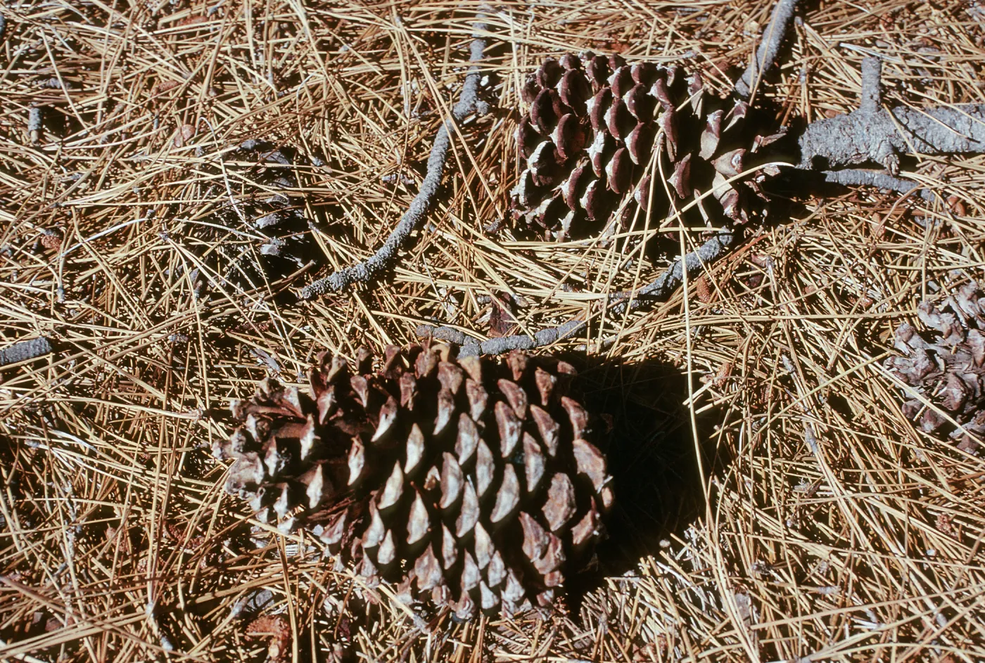 CA, Trees, Cones- Holcomb Valley