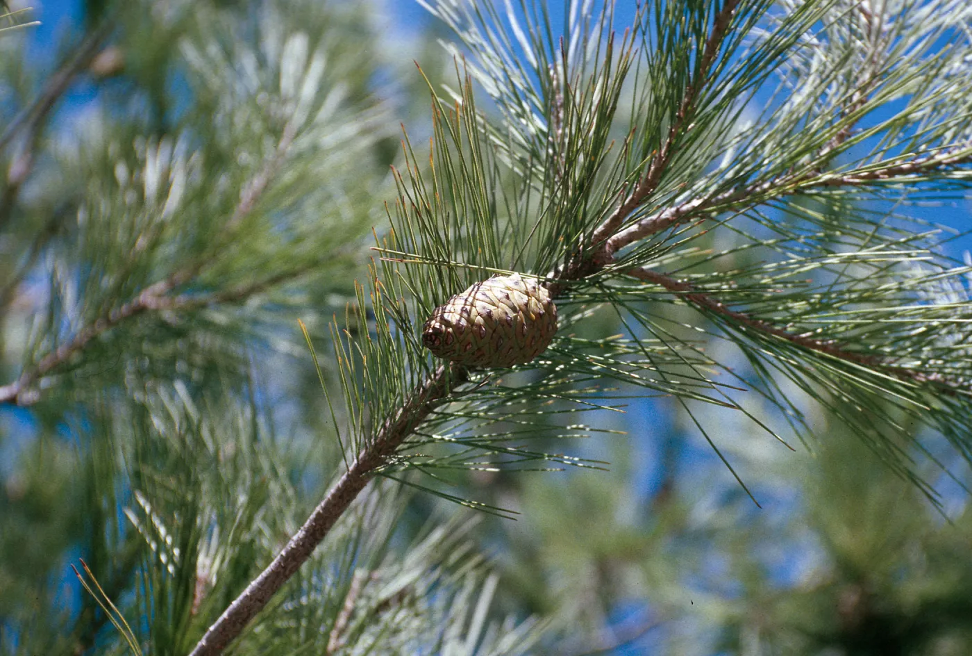CA, San Juan Capistrano, Trees, Cones- Alipaz Mobile Home Park