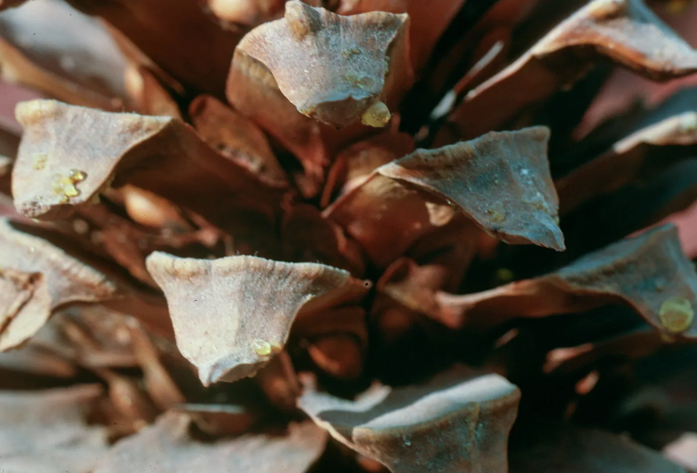 CA, San Juan Capistrano, Trees, Cones- from San Pedro Lake, pinecone