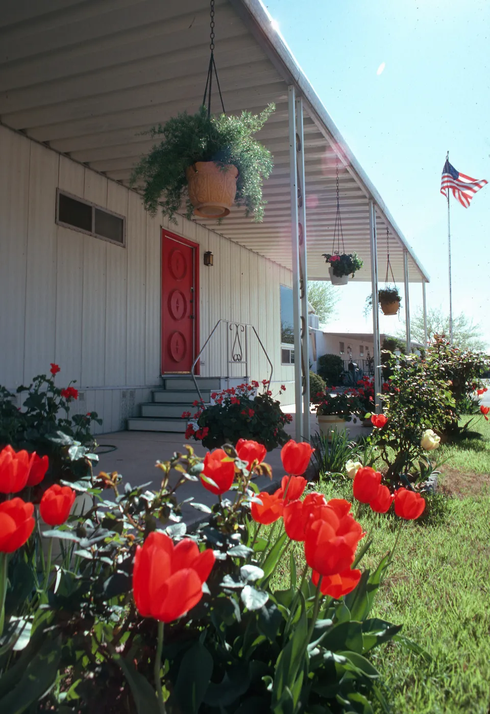 AZ, Tucson, Flowers, Mobile Home Park, Tulips