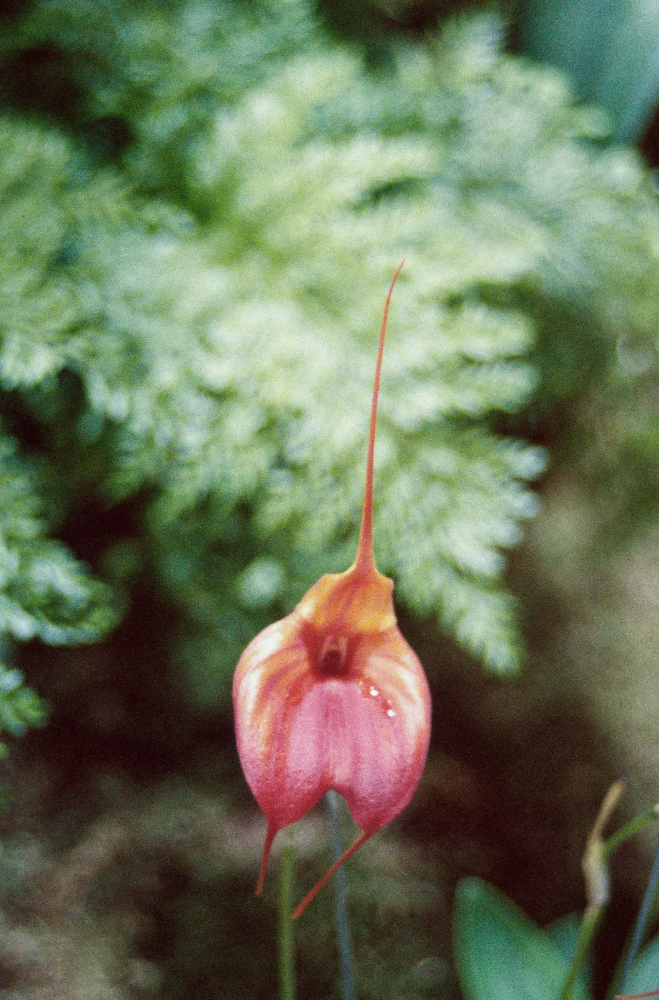 CA, Santa Barbara, 47th Orchid Show