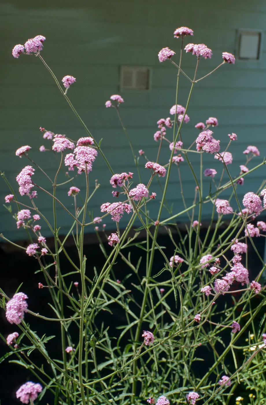 CA, Santa Barbara, Mobile Home Park garden, Verbena (Vervain)