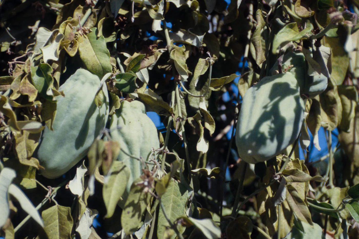 CA, Santa Barbara, Vine?- fruits and seeds, Mobile Home Park