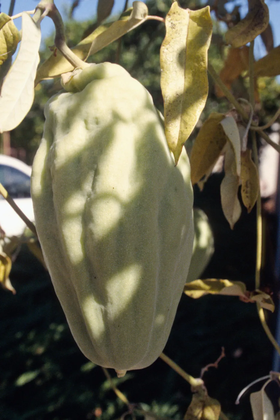 CA, Santa Barbara, Vine?- fruits and seeds, Mobile Home Park