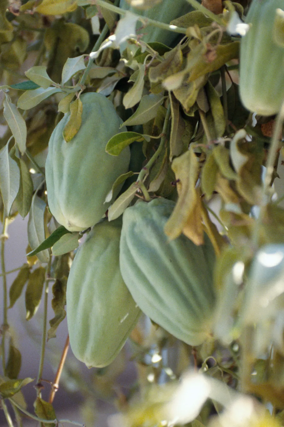 CA, Santa Barbara, Vine?- fruits and seeds, Mobile Home Park