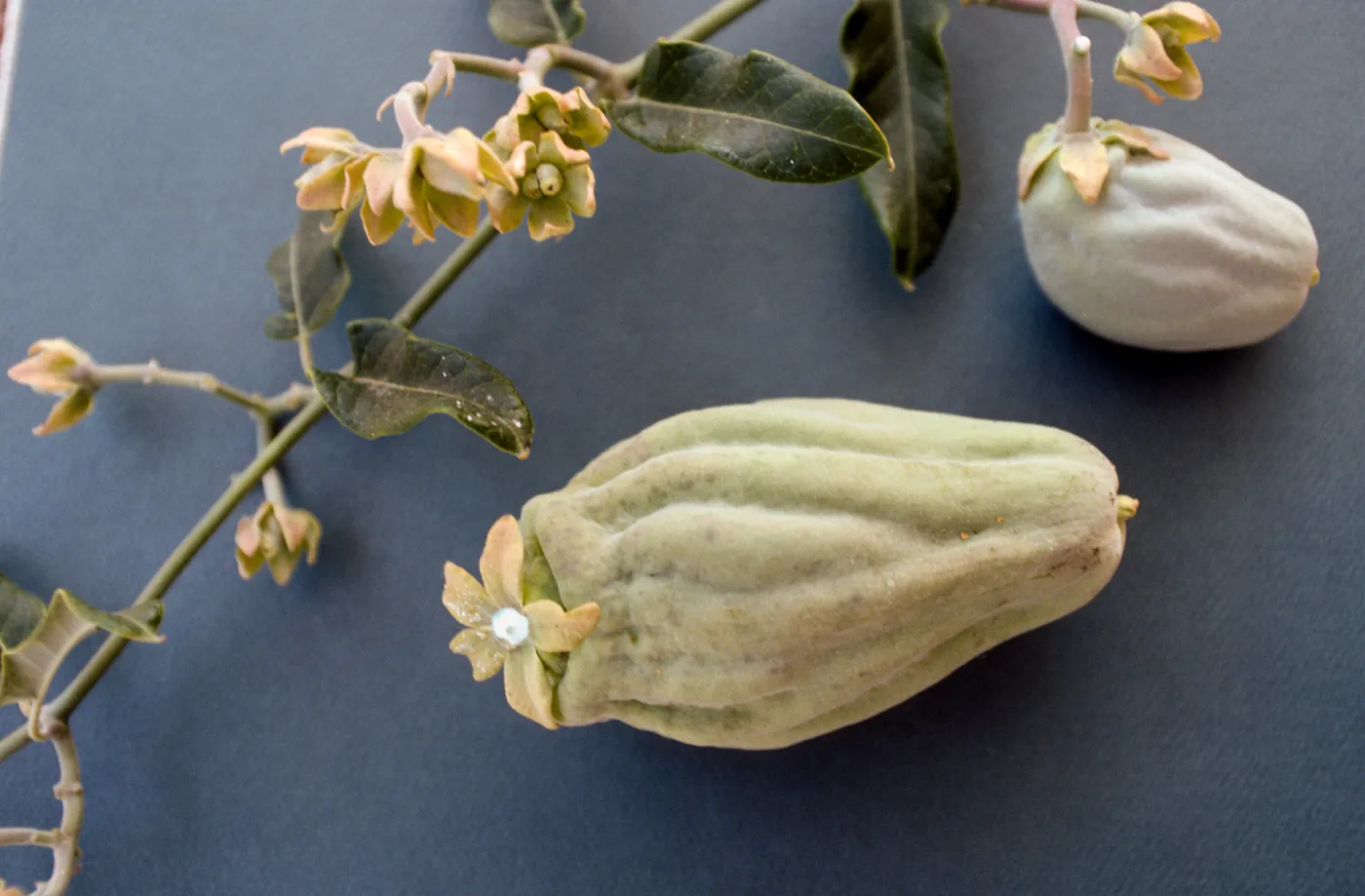 CA, Santa Barbara, Vine?- fruits and seeds, flower, from climber Mobile Home Park