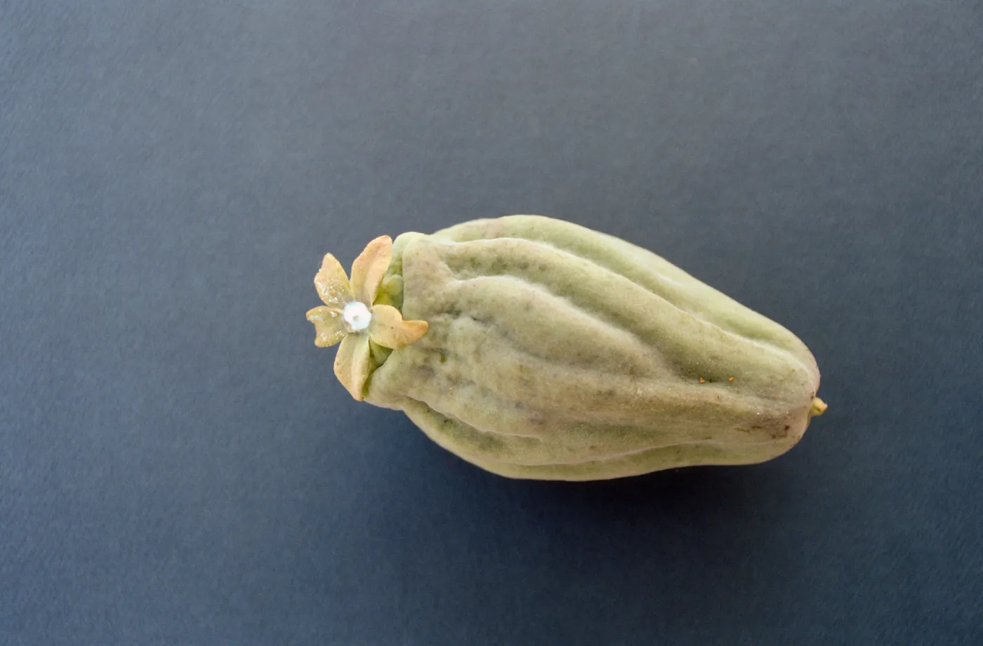 CA, Santa Barbara, Vine?- fruits and seeds, flower, from climber Mobile Home Park