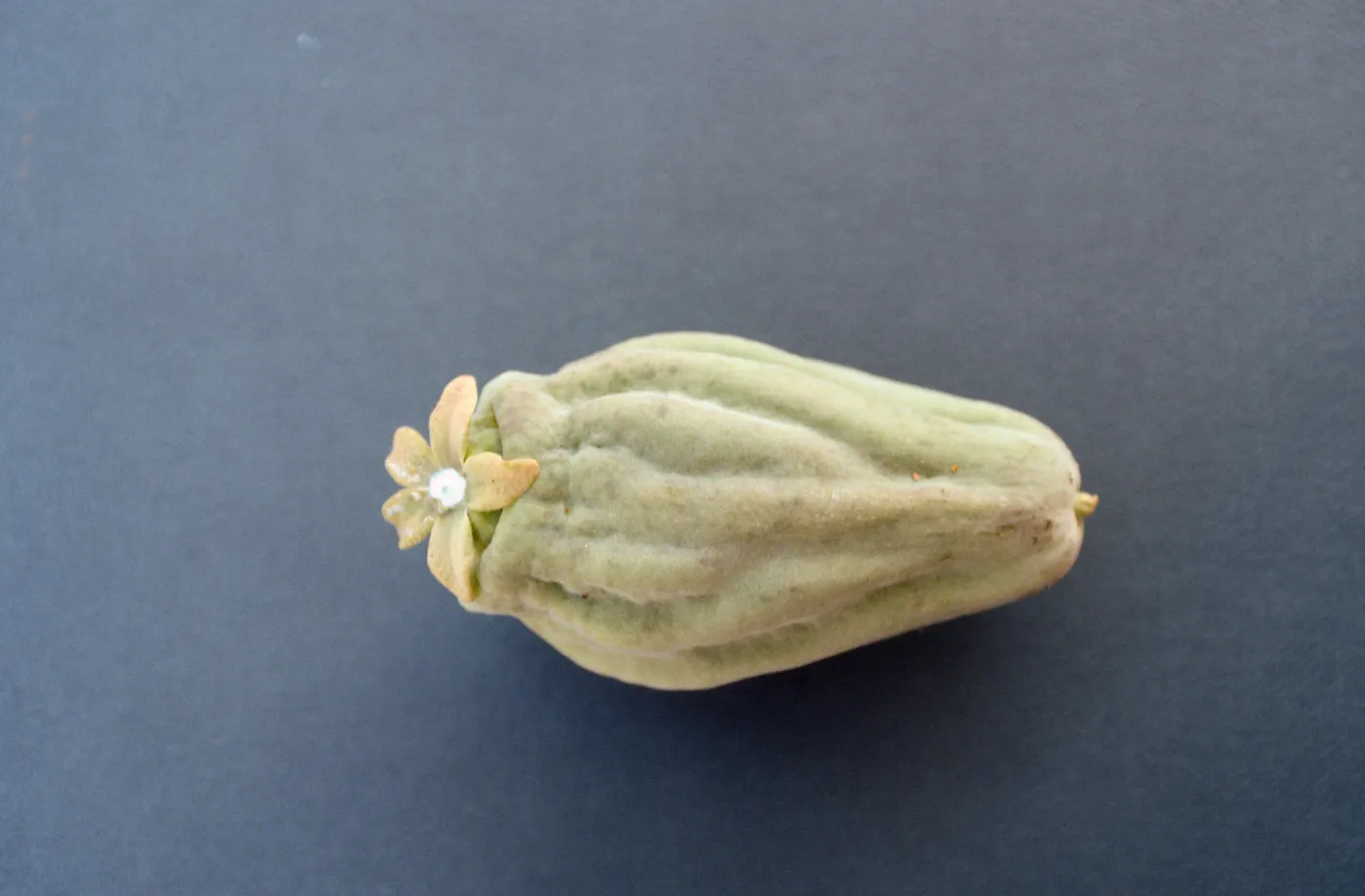 CA, Santa Barbara, Vine?- fruits and seeds, flower, from climber Mobile Home Park