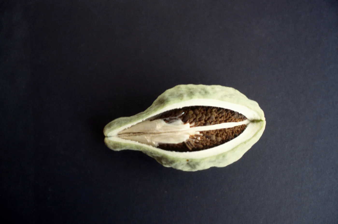 CA, Santa Barbara, Vine?- fruits and seeds, Mobile Home Park