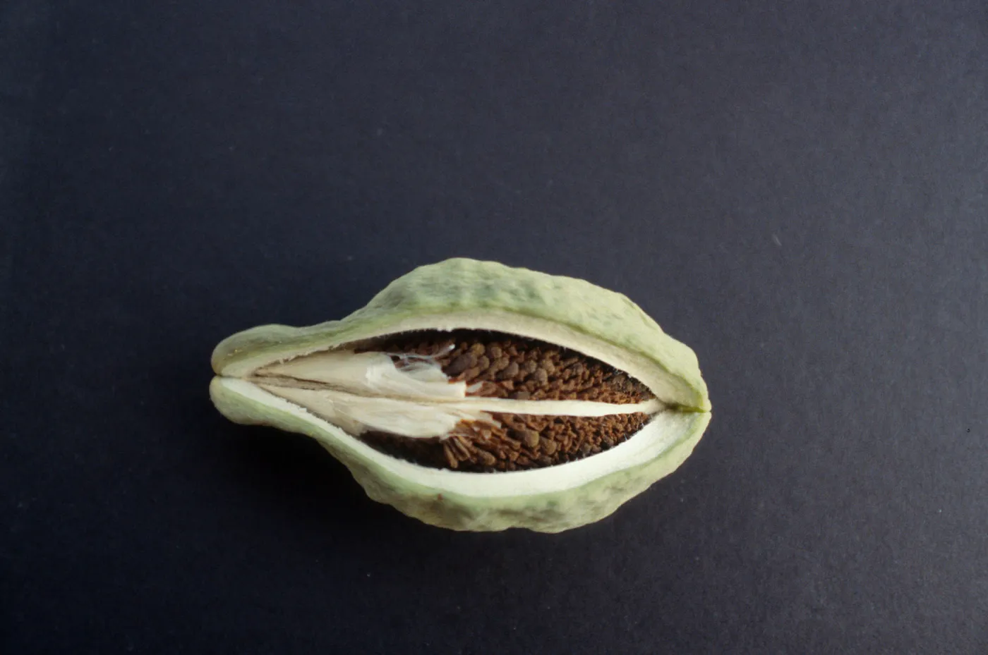 CA, Santa Barbara, Vine?- fruits and seeds, Mobile Home Park