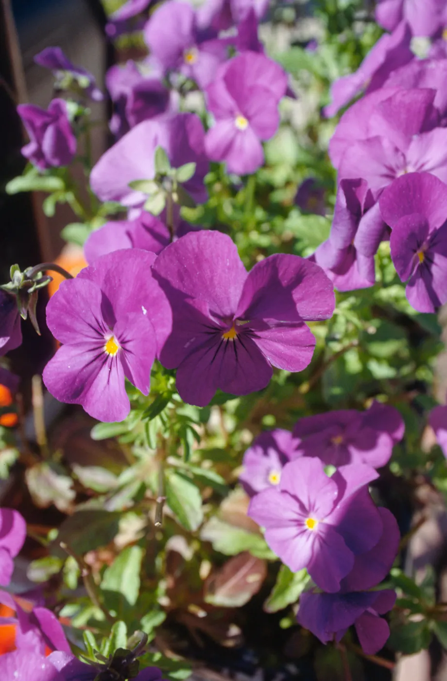 CA, Santa Barbara, Viola flowers