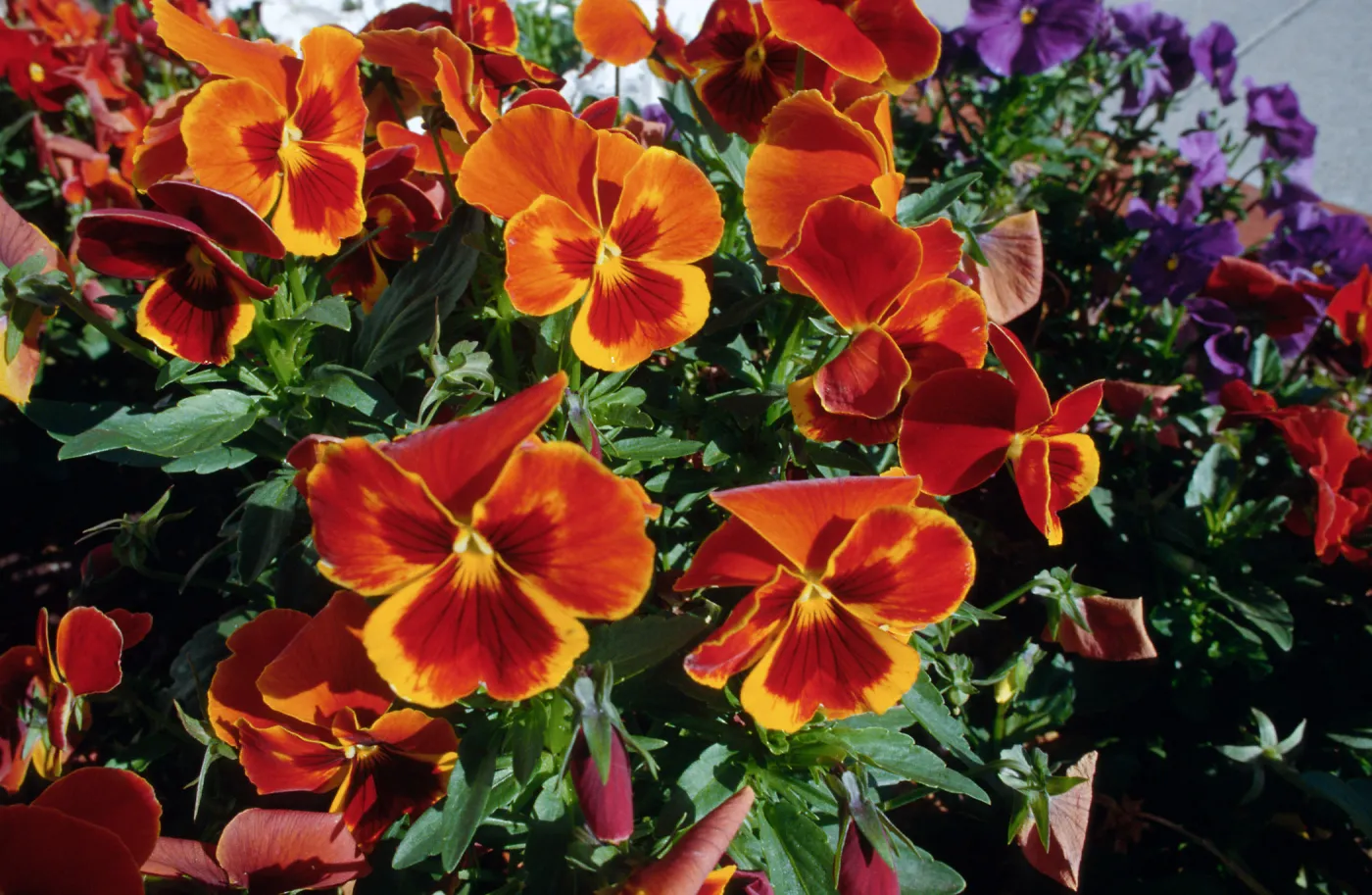 CA, Santa Barbara, Violets