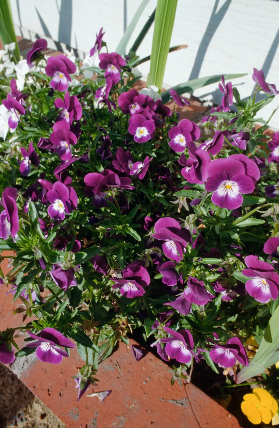 CA, Santa Barbara, Violets